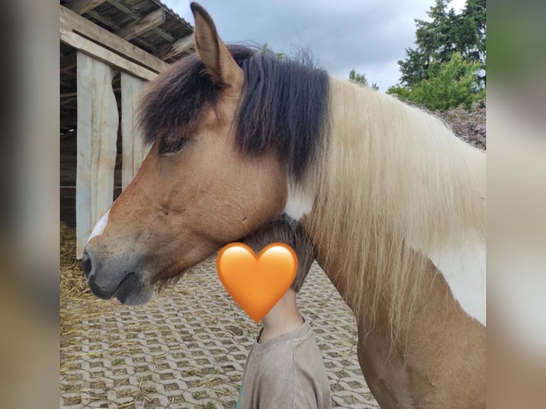 Icelandic Horse Mare 7 years 13 hh Pinto in Lemgo
