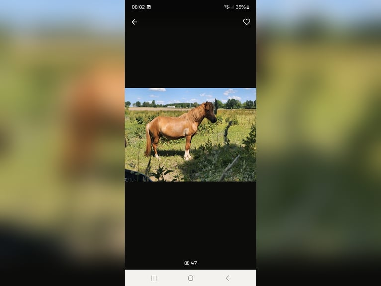 Icelandic Horse Mare 7 years 13,1 hh Brown in Petershagen