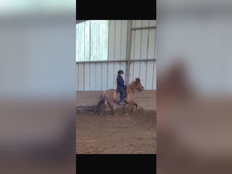 Icelandic Horse Mare 7 years 13,1 hh Chestnut-Red in Saarbrücken