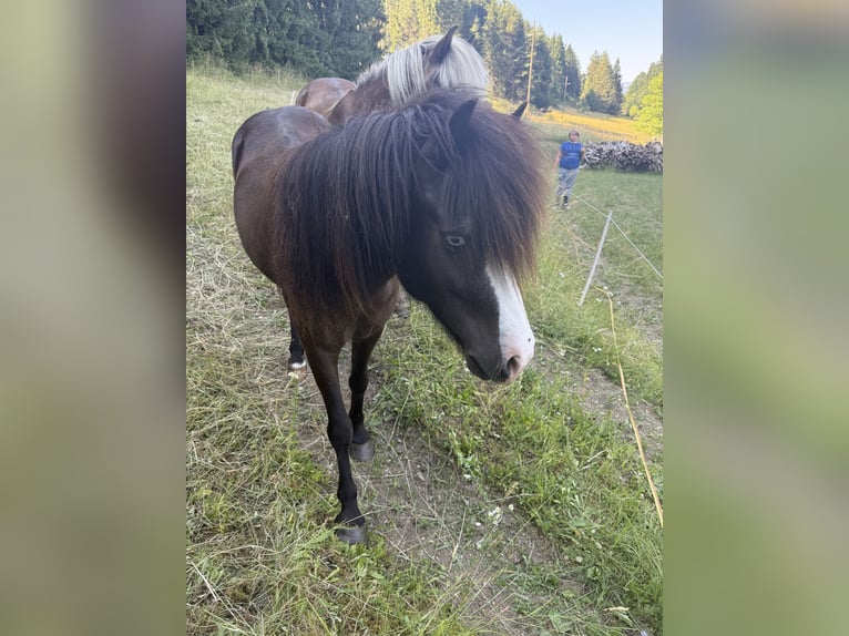 Icelandic Horse Mare 7 years 13,1 hh  in St. Kanzian am Klopeiner See