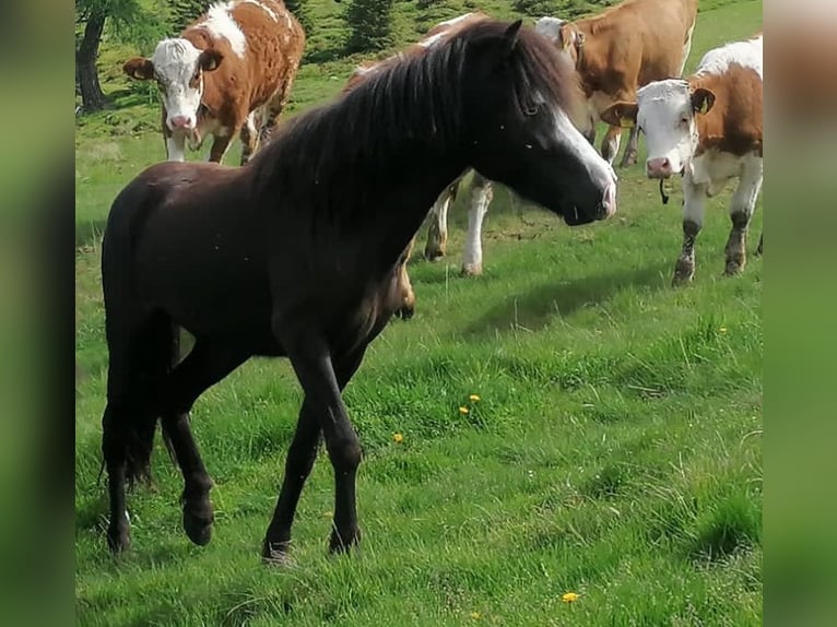 Icelandic Horse Mare 7 years 13,1 hh  in St. Kanzian am Klopeiner See