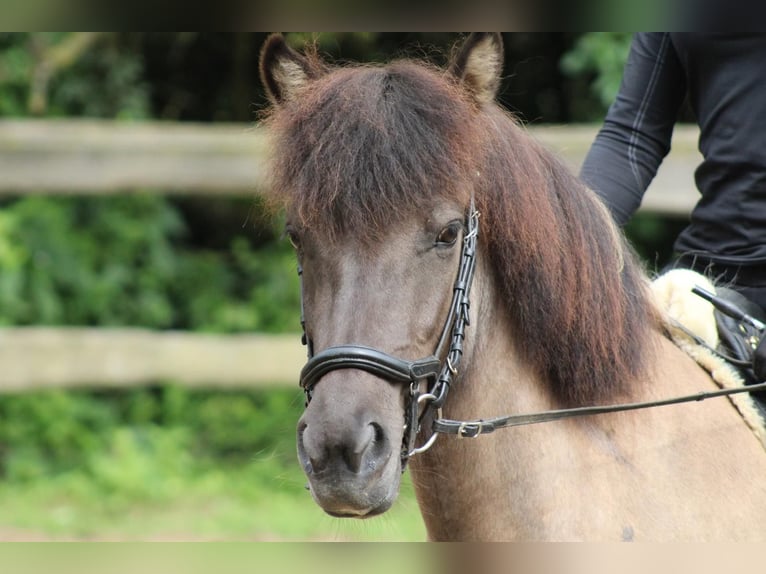 Icelandic Horse Mare 7 years 13,1 hh in Waldbr&#xF6;l