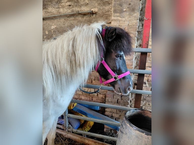 Icelandic Horse Mare 7 years 13,1 hh Pinto in Kandel