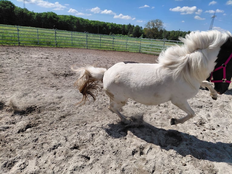 Icelandic Horse Mare 7 years 13,1 hh Pinto in Kandel