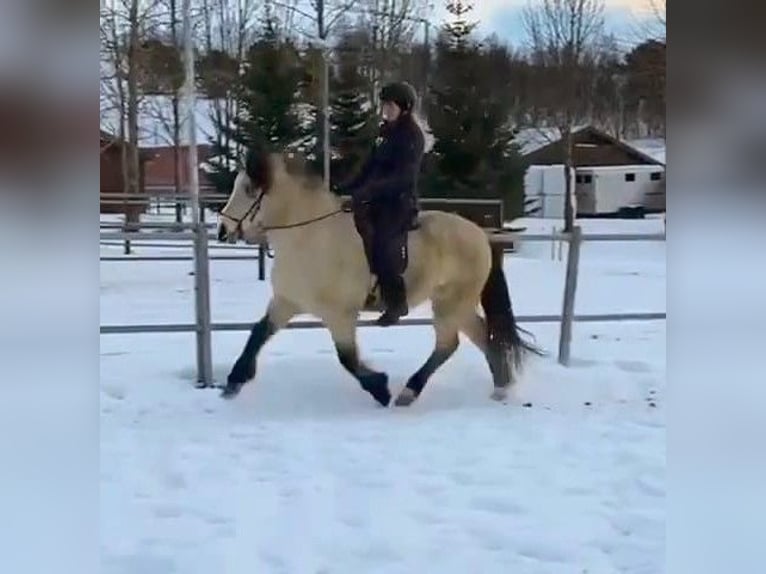Icelandic Horse Mare 7 years 13,2 hh Buckskin in Land-Übelbach