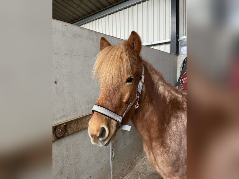 Icelandic Horse Mare 7 years 13,2 hh Chestnut-Red in Schöneberg Kübelberg