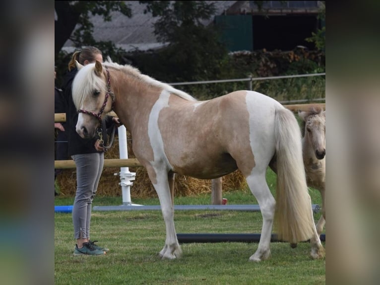 Icelandic Horse Mare 7 years 13,2 hh Palomino in Kirchnüchel