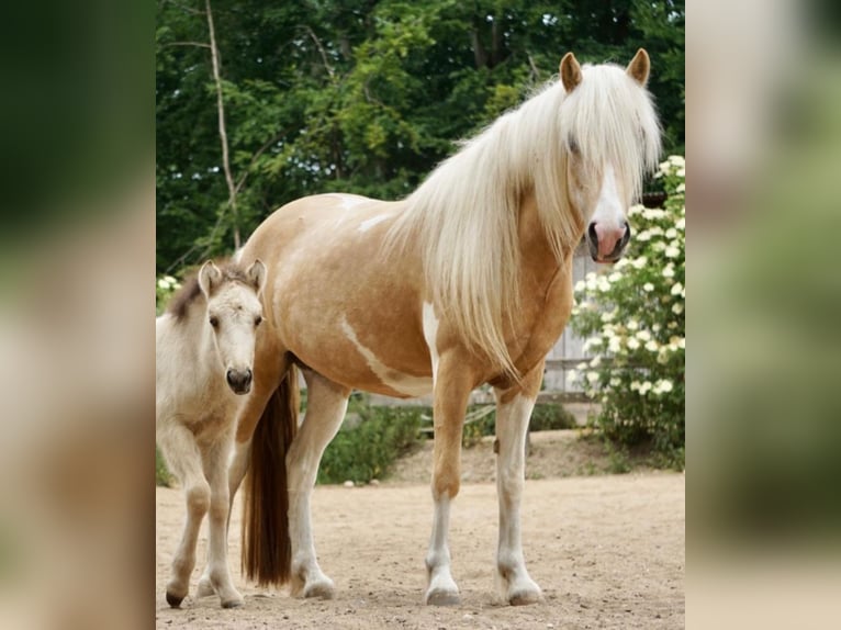Icelandic Horse Mare 7 years 13,2 hh Palomino in Kirchnüchel
