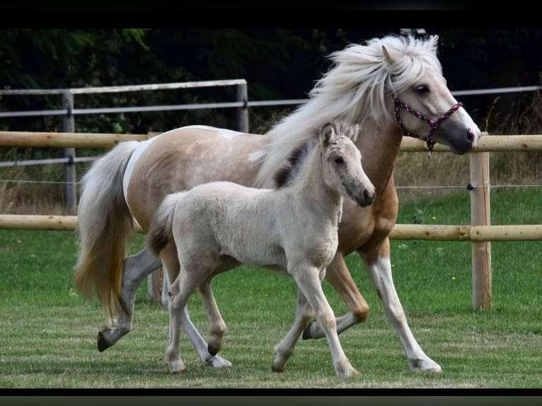Icelandic Horse Mare 7 years 13,2 hh Palomino in Kirchnüchel
