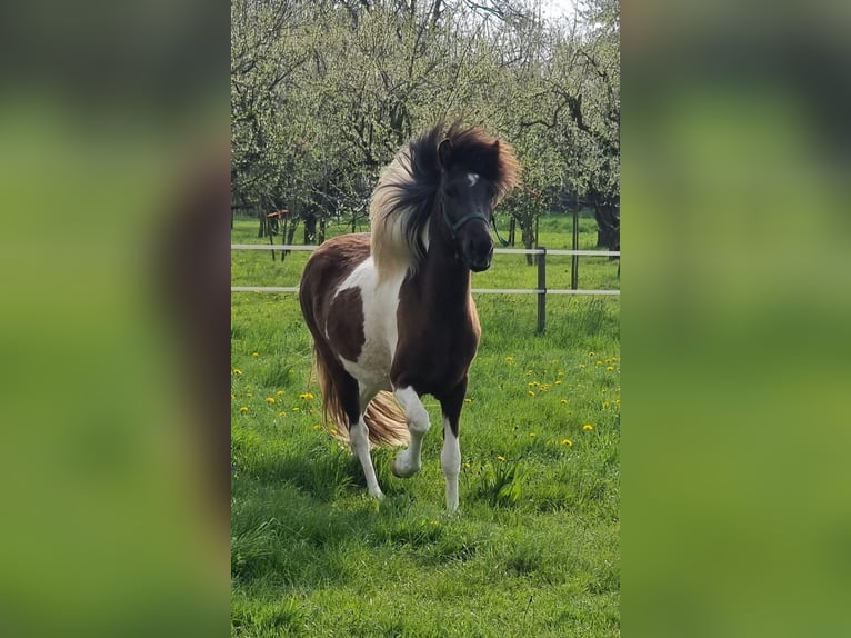 Icelandic Horse Mare 7 years 13,2 hh Pinto in Dreumel
