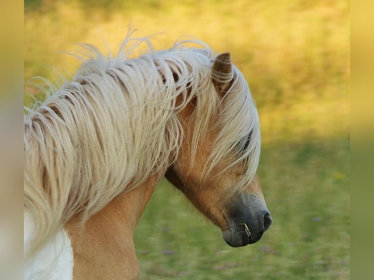 Icelandic Horse Mare 7 years 13,2 hh Pinto in Saarland