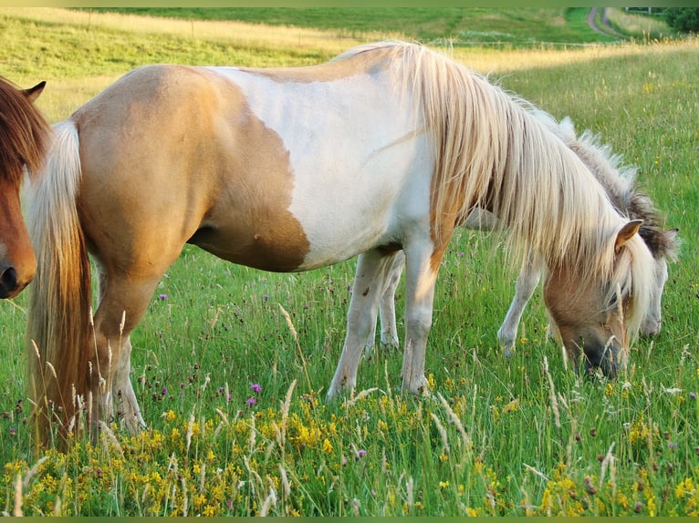 Icelandic Horse Mare 7 years 13,2 hh Pinto in Saarland