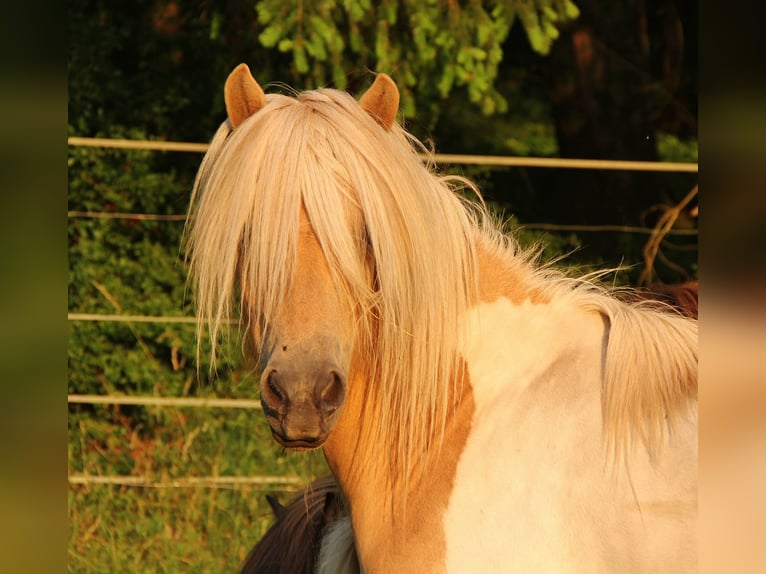Icelandic Horse Mare 7 years 13,2 hh Pinto in Saarland