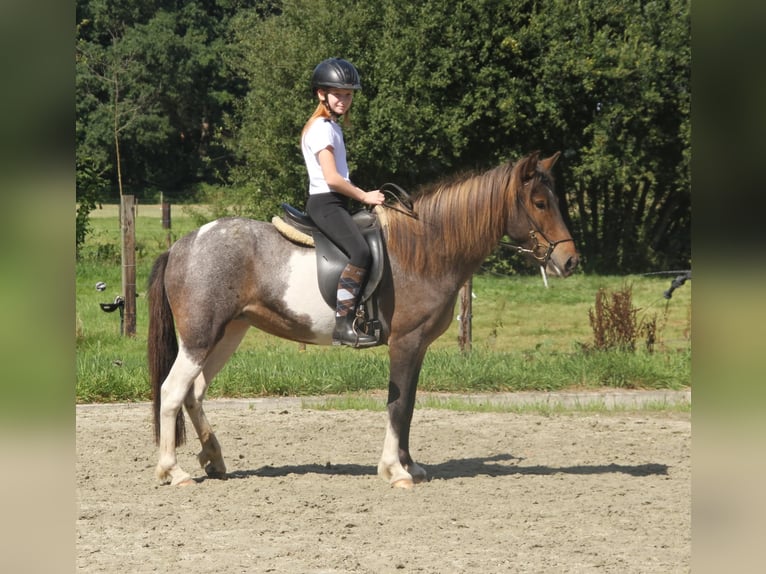 Icelandic Horse Mare 7 years 13,2 hh Pinto in S&#xFC;dlohn