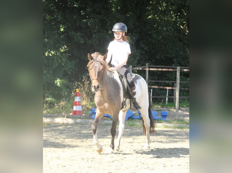 Icelandic Horse Mare 7 years 13,2 hh Pinto in S&#xFC;dlohn