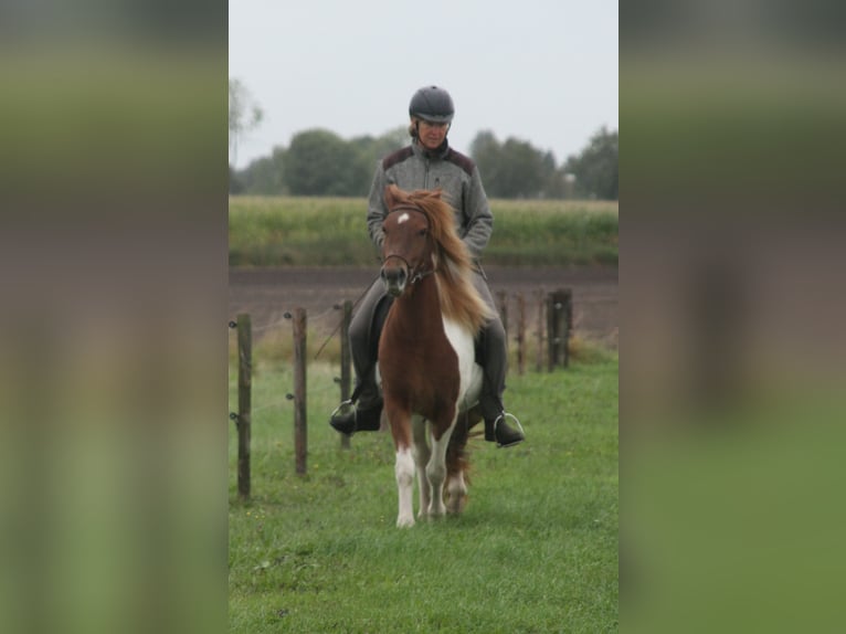 Icelandic Horse Mare 7 years 13,2 hh Pinto in Südlohn
