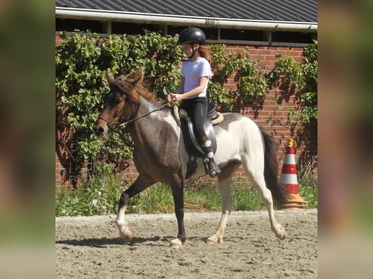 Icelandic Horse Mare 7 years 13,2 hh Pinto in S&#xFC;dlohn