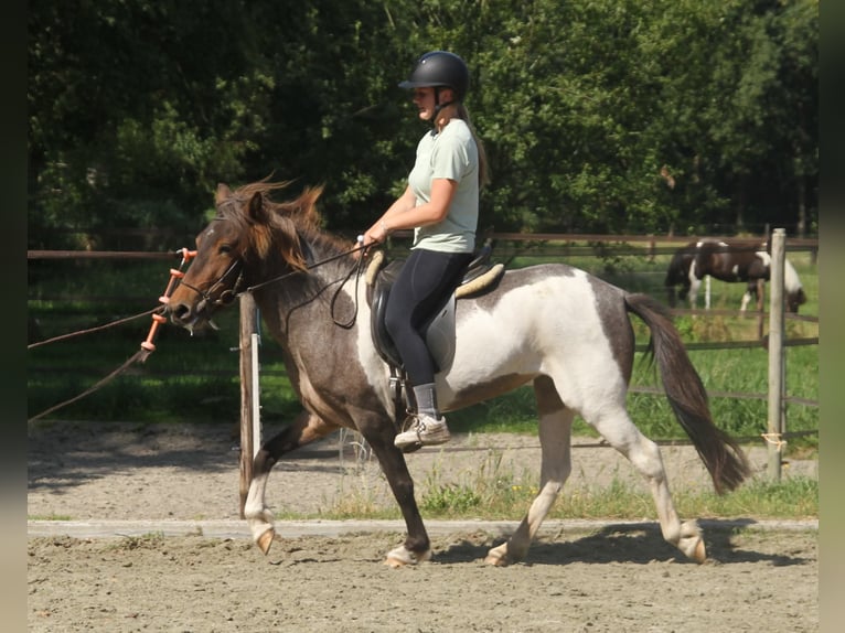 Icelandic Horse Mare 7 years 13,2 hh Pinto in S&#xFC;dlohn