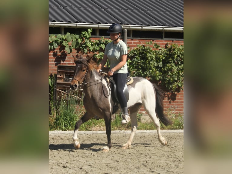 Icelandic Horse Mare 7 years 13,2 hh Pinto in S&#xFC;dlohn