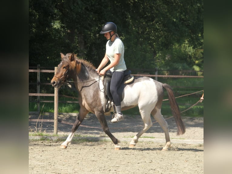 Icelandic Horse Mare 7 years 13,2 hh Pinto in S&#xFC;dlohn