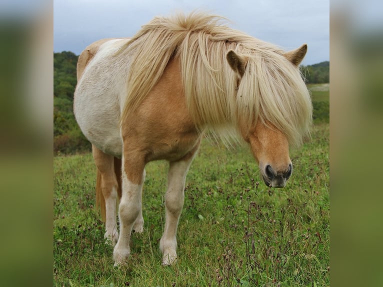 Icelandic Horse Mare 7 years 13,2 hh Pinto in Saarland