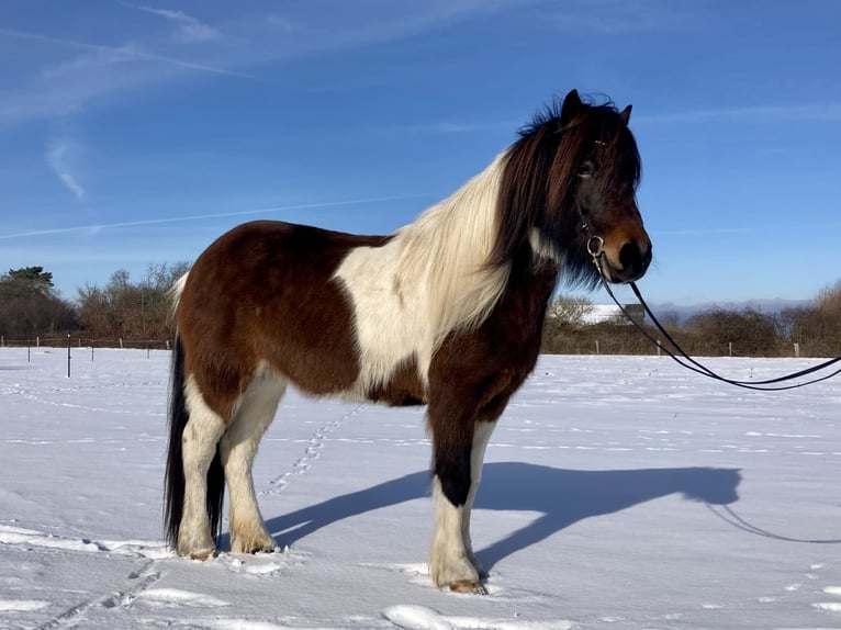 Icelandic Horse Mare 7 years 13,2 hh Pinto in Hohenfelde bei Kiel