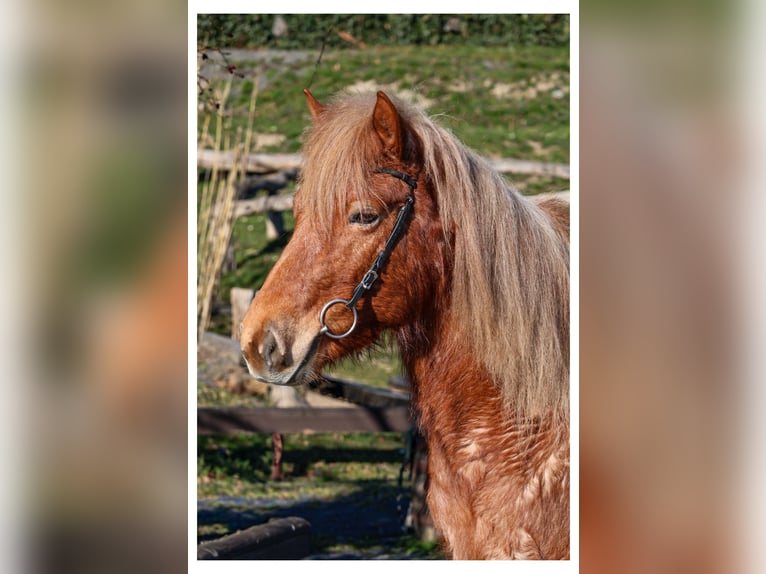 Icelandic Horse Mare 7 years 13,2 hh Roan-Red in Bad Honnef