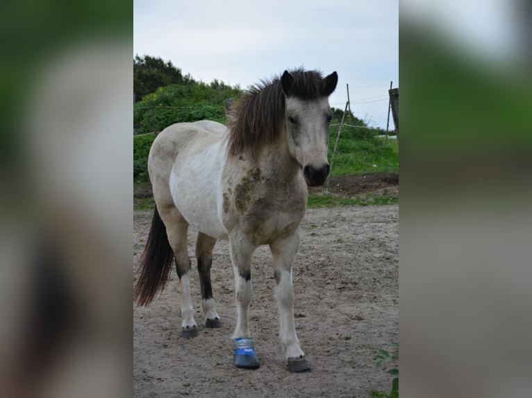 Icelandic Horse Mare 7 years 13,2 hh Tobiano-all-colors in Blunk