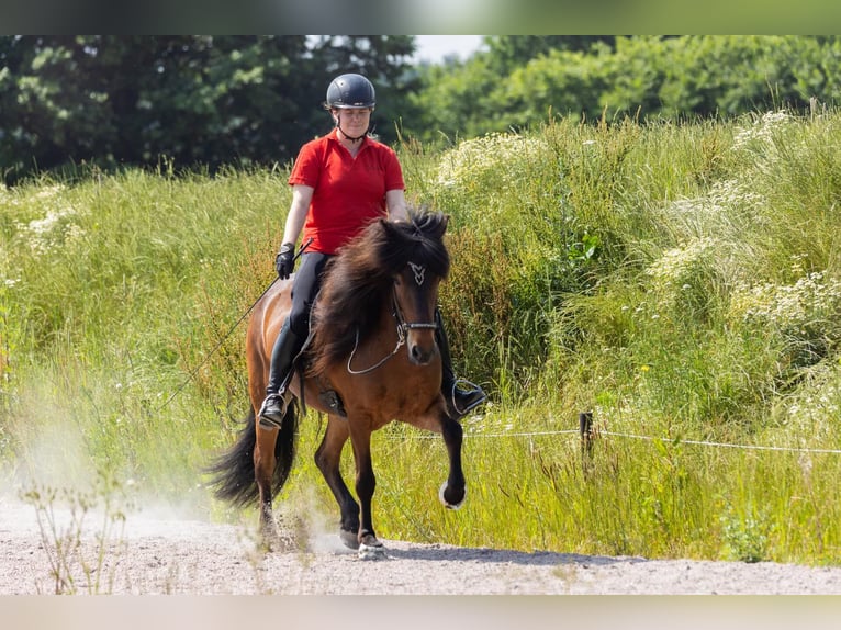 Icelandic Horse Mare 7 years 13,3 hh Bay-Dark in Lehmrade