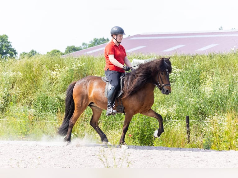 Icelandic Horse Mare 7 years 13,3 hh Bay-Dark in Lehmrade
