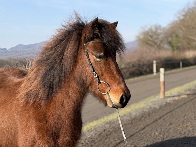 Icelandic Horse Mare 7 years 13,3 hh Brown in Bad Honnef