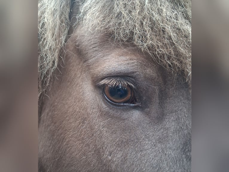 Icelandic Horse Mare 7 years 14.1 hh  in Wiemersdorf