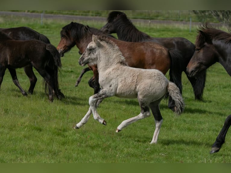 Icelandic Horse Mare 7 years 14 hh Brown in Borgarnes