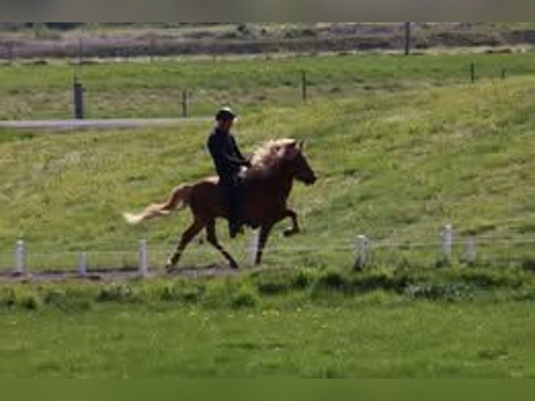 Icelandic Horse Mare 7 years 14 hh Brown in Borgarnes