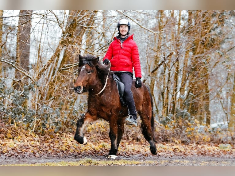 Icelandic Horse Mare 7 years 14 hh Brown in Taufkirchen an der Trattnach
