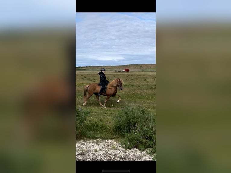 Icelandic Horse Mare 7 years 14 hh Chestnut in Sandgerði