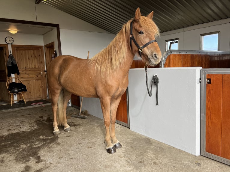 Icelandic Horse Mare 7 years 14 hh Chestnut in Sandgerði