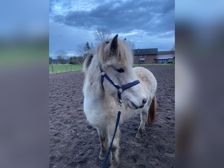 Icelandic Horse Mare 7 years 14 hh in Blunk