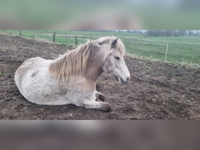 Icelandic Horse Mare 7 years 14 hh in Blunk