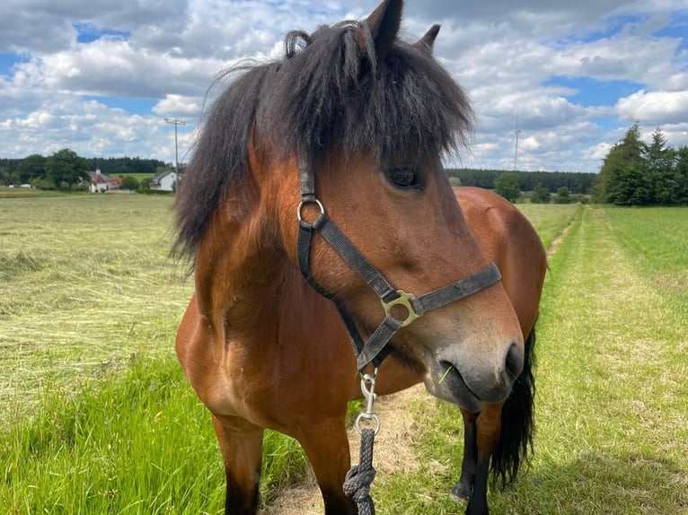 Icelandic Horse Mare 7 years 14,1 hh Brown in Reussegg, Sins
