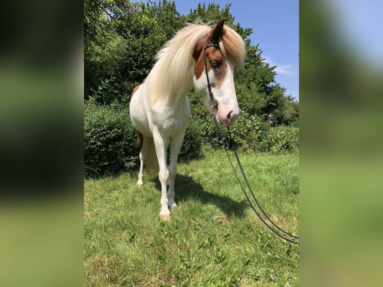 Icelandic Horse Mare 7 years 14,1 hh Pinto in Hohenfelde