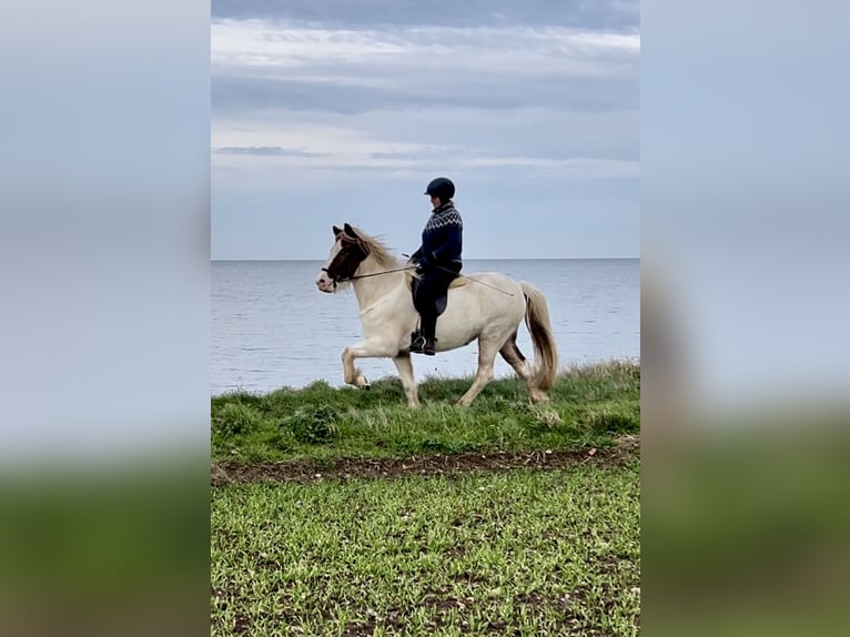 Icelandic Horse Mare 7 years 14,1 hh Pinto in Hohenfelde
