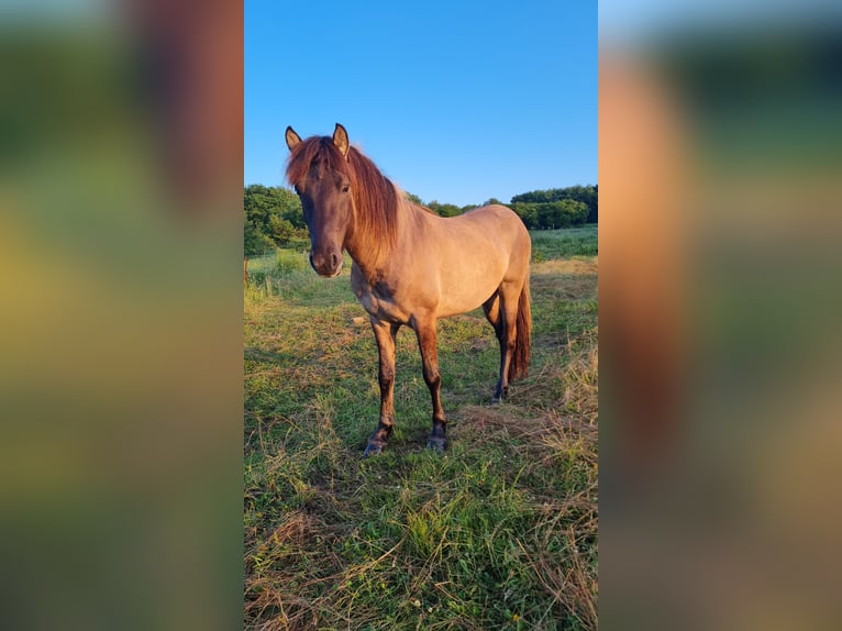 Icelandic Horse Mare 7 years in Elsoff (Westerwald)