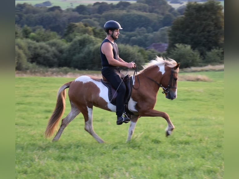 Icelandic Horse Mare 7 years in Elsoff (Westerwald)