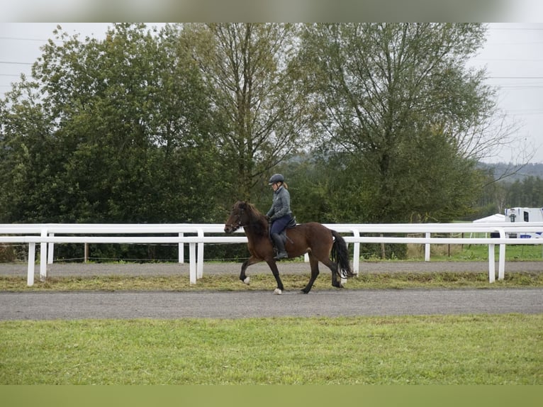 Icelandic Horse Mare 8 years 12,3 hh Brown in Emmendingen