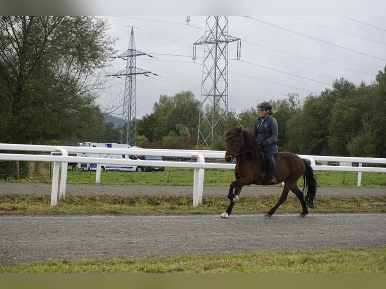 Icelandic Horse Mare 8 years 12,3 hh Brown in Emmendingen