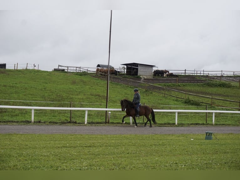 Icelandic Horse Mare 8 years 12,3 hh Brown in Emmendingen