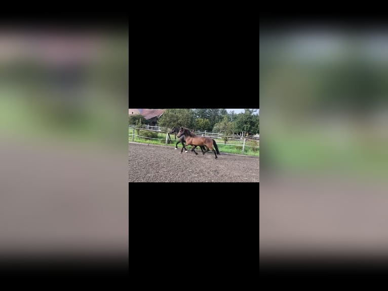 Icelandic Horse Mare 8 years 12,3 hh Brown in Emmendingen