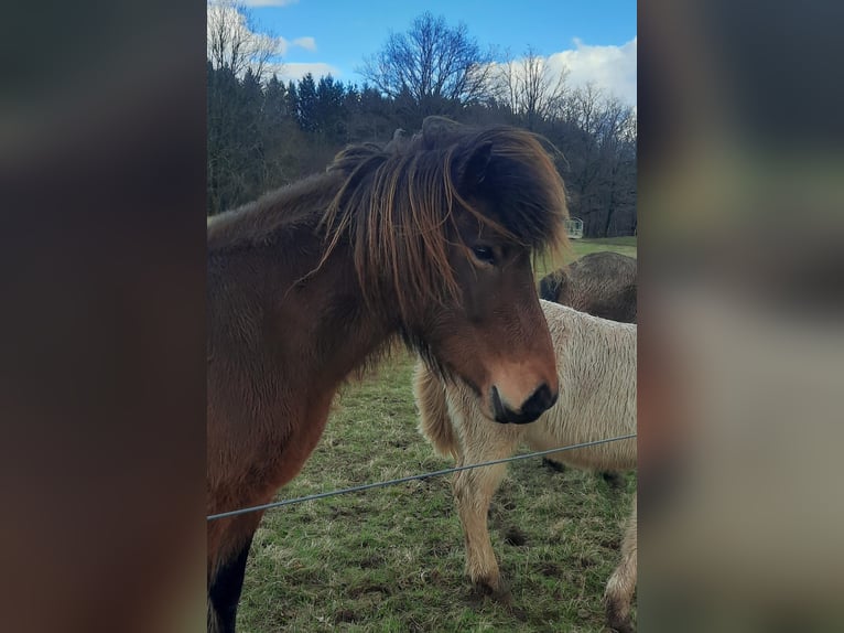 Icelandic Horse Mare 8 years 12,3 hh Brown in Emmendingen