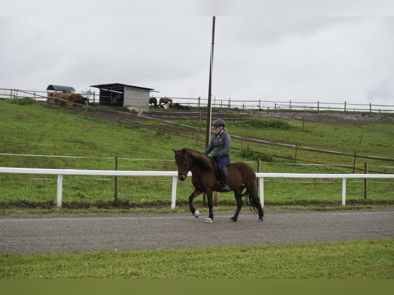 Icelandic Horse Mare 8 years 12,3 hh Brown in Emmendingen